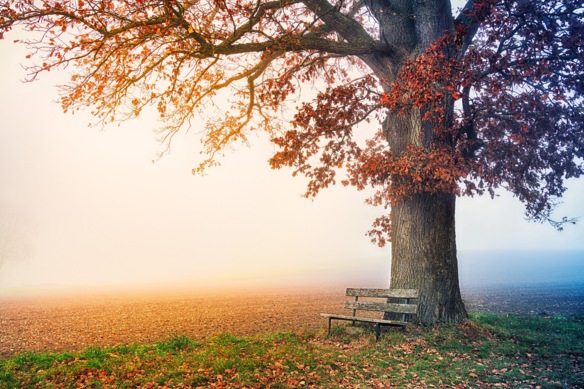 Nebel über Feld, im Vordergrund eine alte Holzbank angelehnt an einen Baum voll Herbstlaub