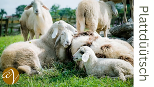 Ein Foto von einer Gruppe Schafe auf einer Weide, überlagert mit dem Text „Plattdüüütsch“, illustriert die Authentizität des norddeutschen Dialekts für Hörspiele und Werbung.