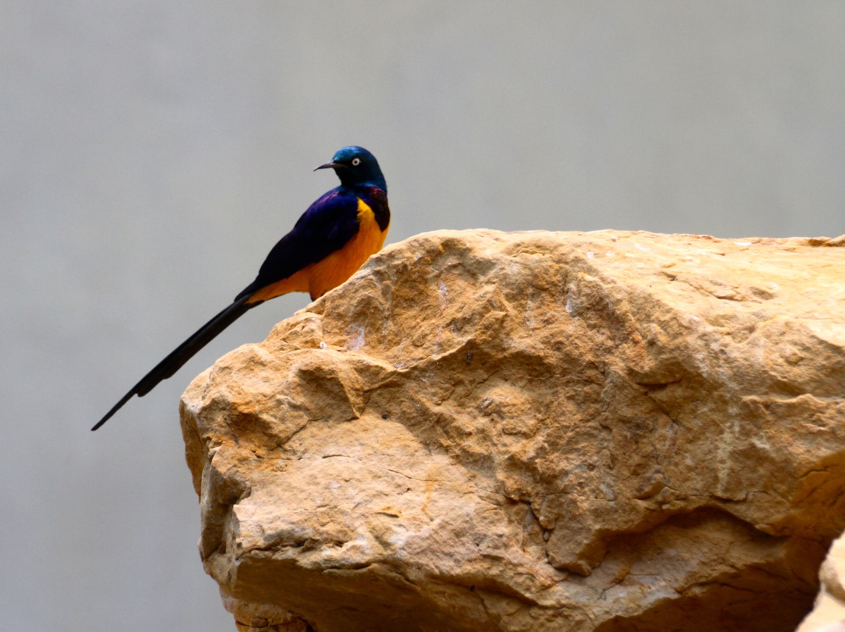 Bunter Vogel auf großem Felsen in der Ornithologie des Berliner Zoos