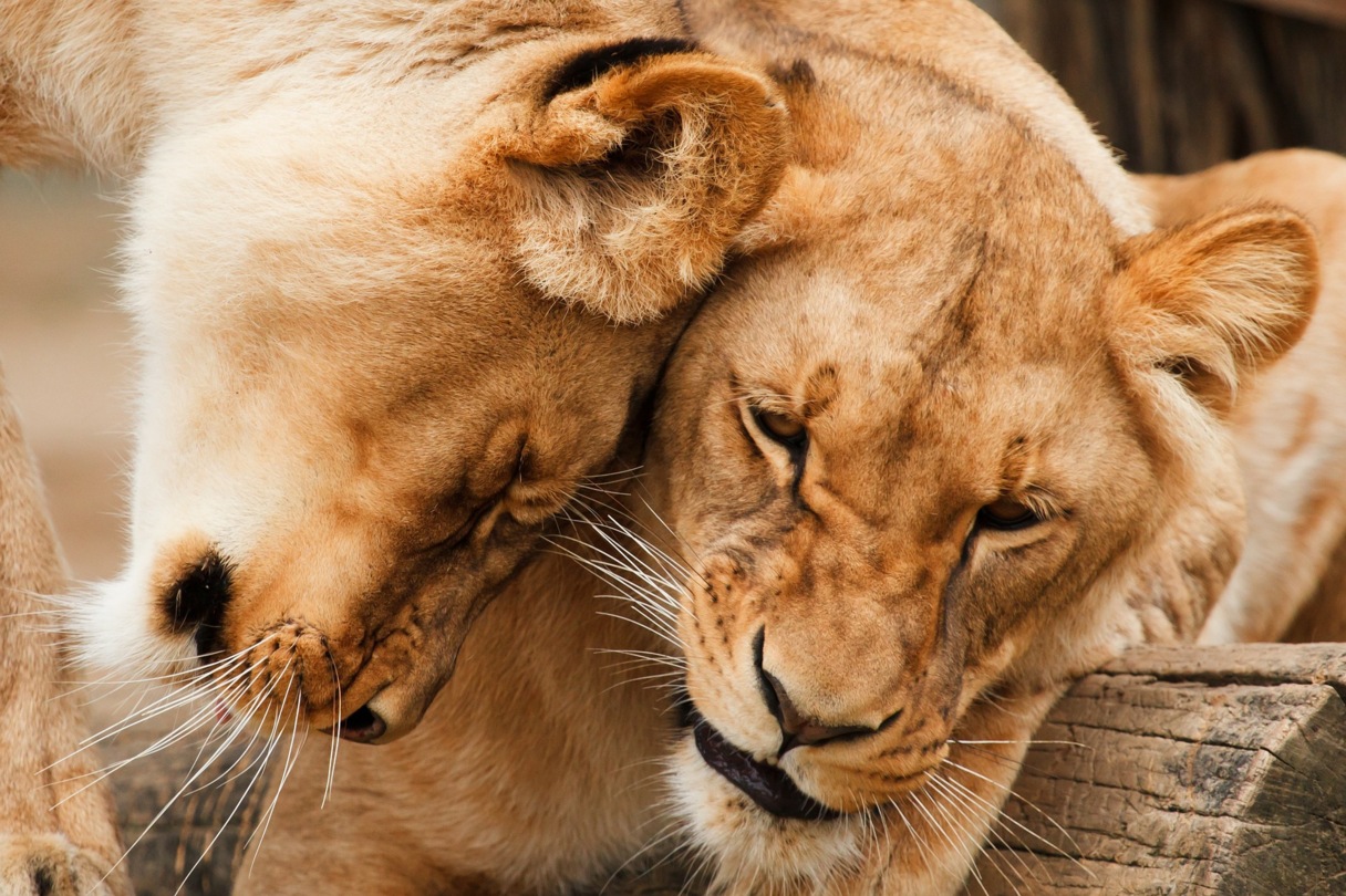 Löwenherzen - Ein Sprachlernhörspiel